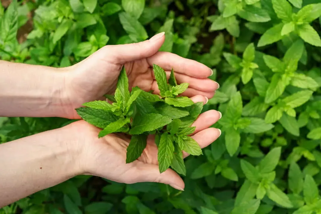 Natural Medicine